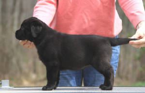 webassets/BRed6wks.JPG