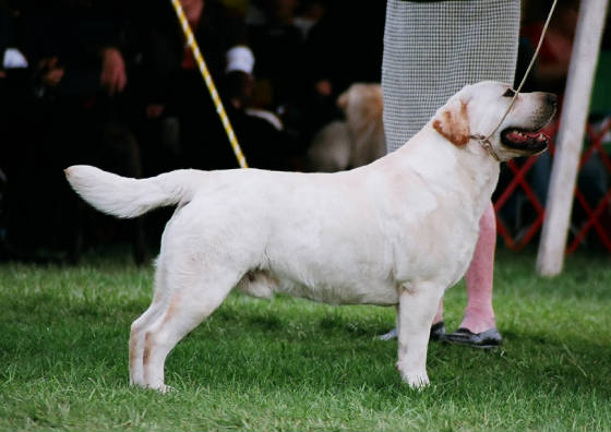 webassets/Ch.BrookberrysPerfectImpression2.jpg