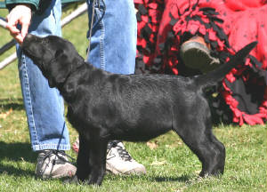 webassets/Delilah1.jpg