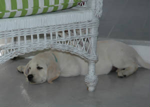 webassets/Kousa1.jpg