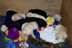 webassets/SleepyPuppies.jpg