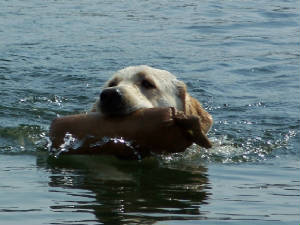 webassets/TaxiSwim.jpg