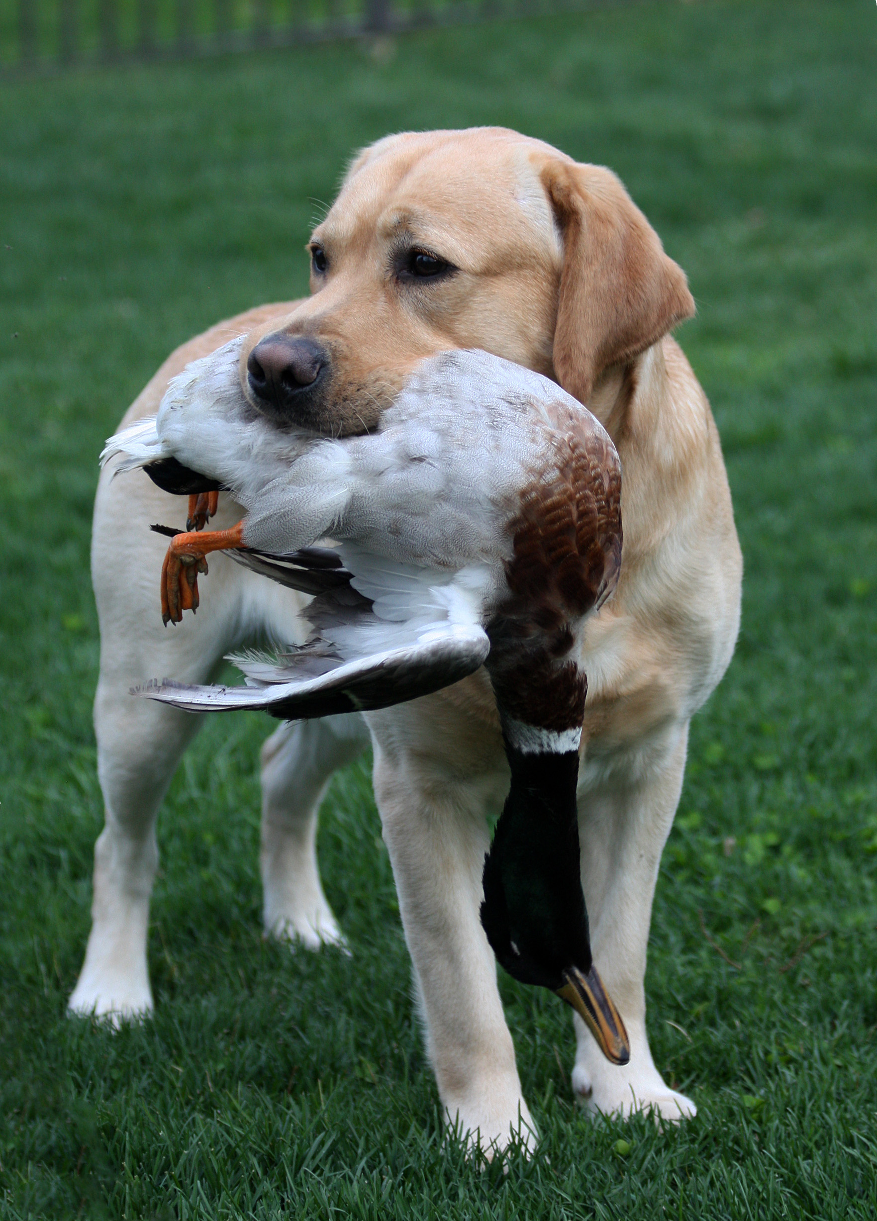 webassets/tikiduck.jpg